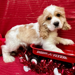 Cocker Spaniel Puppy Preston