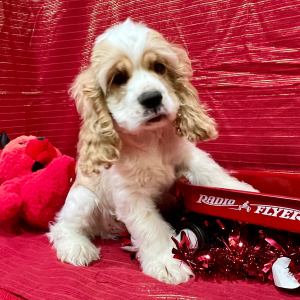 Cocker Spaniel Puppy Preston