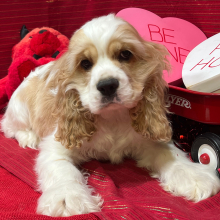 Cocker Spaniel Puppy Preston