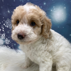 Goldendoodle Puppy Noel