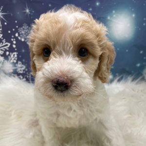 Goldendoodle Puppy Noel