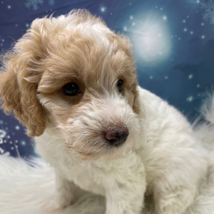 Goldendoodle Puppy Noel