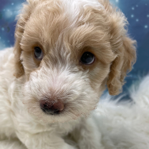 Goldendoodle Puppy Noel