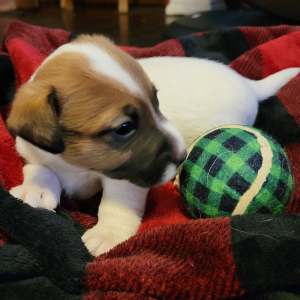 Jack Russell Terrier Puppy Baxter
