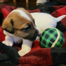 Jack Russell Terrier Puppy Baxter
