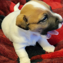 Jack Russell Terrier Puppy Baxter