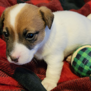 Jack Russell Terrier Puppy Baxter