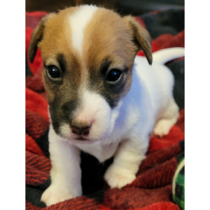 Jack Russell Terrier Puppy Baxter