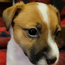 Jack Russell Terrier Puppy Baxter