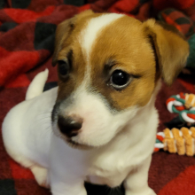 Jack Russell Terrier Puppy Baxter