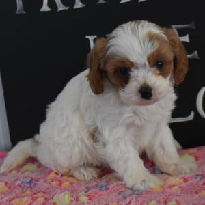 Cavapoo Puppy Lacey