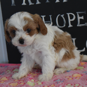 Cavapoo Puppy Lacey