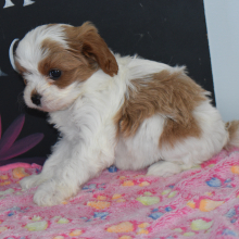 Cavapoo Puppy Lacey