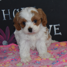 Cavapoo Puppy Lacey