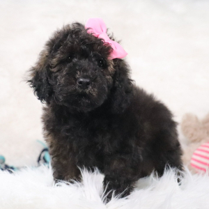 Poodle Puppy Candice