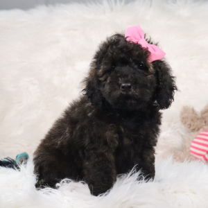 Poodle Puppy Candice