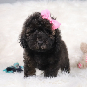 Poodle Puppy Candice