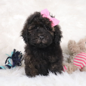 Poodle Puppy Candice