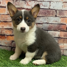 Pembroke Welsh Corgi Puppy Marley