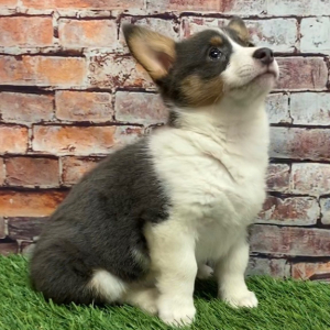Pembroke Welsh Corgi Puppy Marley