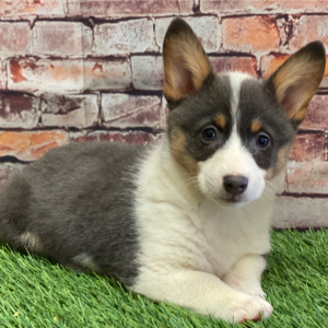 Pembroke Welsh Corgi Puppy Marley