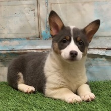 Pembroke Welsh Corgi Puppy Marley