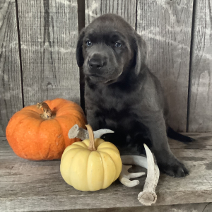 Labrador Retriever Puppy Max