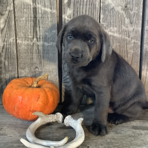 Labrador Retriever Puppy Max