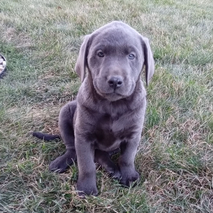 Labrador Retriever Puppy Max