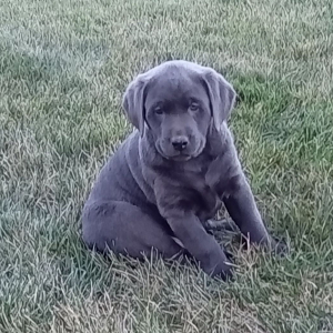 Labrador Retriever Puppy Max