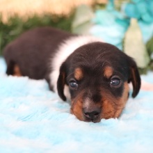Dachshund Puppy Starla