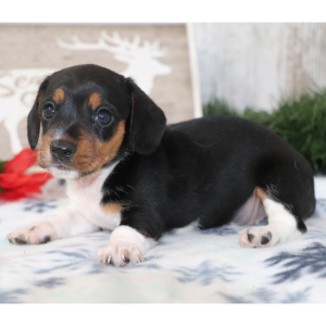 Dachshund Puppy Starla