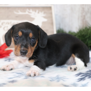 Dachshund Puppy Starla