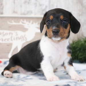 Dachshund Puppy Starla