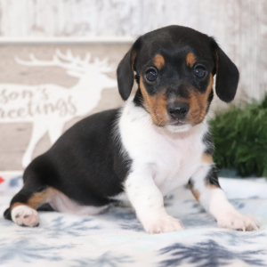 Dachshund Puppy Starla