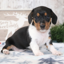 Dachshund Puppy Starla
