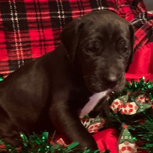 Great Dane Puppy Mannix