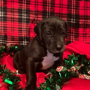 Great Dane Puppy Mannix