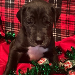 Great Dane Puppy Mannix