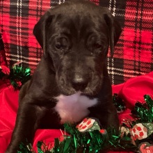 Great Dane Puppy Mannix