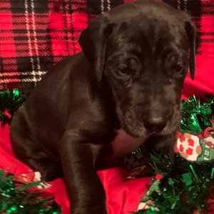 Great Dane Puppy Mannix