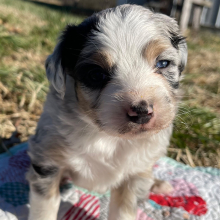 Australian Shepherd Puppy Henry