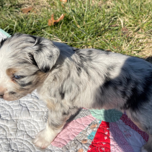 Australian Shepherd Puppy Henry