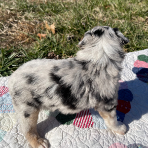 Australian Shepherd Puppy Henry