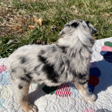 Australian Shepherd Puppy Henry