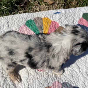Australian Shepherd Puppy Henry