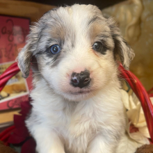 Australian Shepherd Puppy Henry