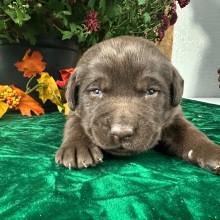 Labrador Retriever Puppy Carl