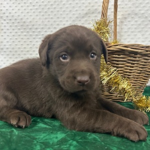 Labrador Retriever Puppy Carl