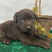 Labrador Retriever Puppy Carl